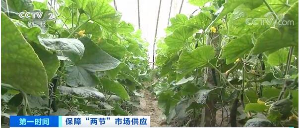 農產品配送了解到農業(yè)農村部：全國菜價呈下降趨勢